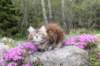 ziva11viikkoa215202536_small.jpg