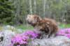 ziva11viikkoa215202544_small.jpg