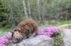 ziva11viikkoa215202546_small.jpg