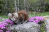 ziva11viikkoa215202547_small.jpg