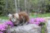 ziva11viikkoa215202548_small.jpg