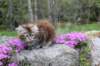 ziva11viikkoa215202549_small.jpg