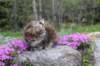 ziva11viikkoa215202550_small.jpg