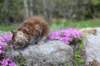 ziva11viikkoa215202556_small.jpg