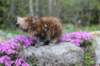 ziva11viikkoa215202562_small.jpg