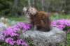 ziva11viikkoa215202569_small.jpg