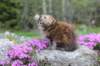 ziva11viikkoa215202570_small.jpg