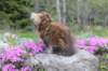 ziva11viikkoa215202573_small.jpg