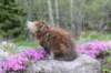 ziva11viikkoa215202574_small.jpg