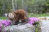 ziva11viikkoa215202575_small.jpg