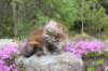 ziva11viikkoa21520257_small.jpg
