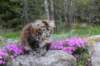 ziva11viikkoa215202584_small.jpg