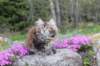ziva11viikkoa215202586_small.jpg