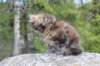 zivasibfy228viikkoa304202510_small.jpg