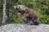 zivasibfy228viikkoa304202511_small.jpg