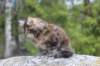 zivasibfy228viikkoa304202512_small.jpg