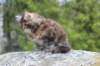 zivasibfy228viikkoa304202513_small.jpg