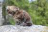 zivasibfy228viikkoa304202514_small.jpg