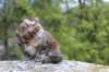 zivasibfy228viikkoa304202520_small.jpg