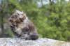 zivasibfy228viikkoa304202521_small.jpg