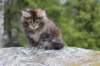 zivasibfy228viikkoa304202524_small.jpg