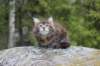zivasibfy228viikkoa304202525_small.jpg
