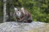 zivasibfy228viikkoa304202526_small.jpg