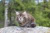zivasibfy228viikkoa304202527_small.jpg