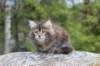 zivasibfy228viikkoa304202528_small.jpg