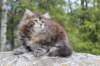 zivasibfy228viikkoa30420252_small.jpg