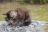 zivasibfy228viikkoa304202530_small.jpg