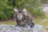 zivasibfy228viikkoa304202531_small.jpg