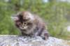 zivasibfy228viikkoa304202532_small.jpg