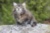 zivasibfy228viikkoa304202533_small.jpg