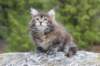zivasibfy228viikkoa304202534_small.jpg