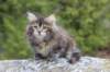 zivasibfy228viikkoa304202535_small.jpg