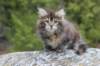 zivasibfy228viikkoa304202536_small.jpg