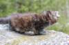 zivasibfy228viikkoa304202539_small.jpg