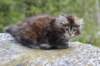 zivasibfy228viikkoa304202540_small.jpg