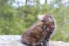zivasibfy228viikkoa304202543_small.jpg