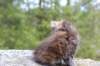 zivasibfy228viikkoa304202544_small.jpg
