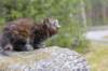 zivasibfy228viikkoa304202545_small.jpg