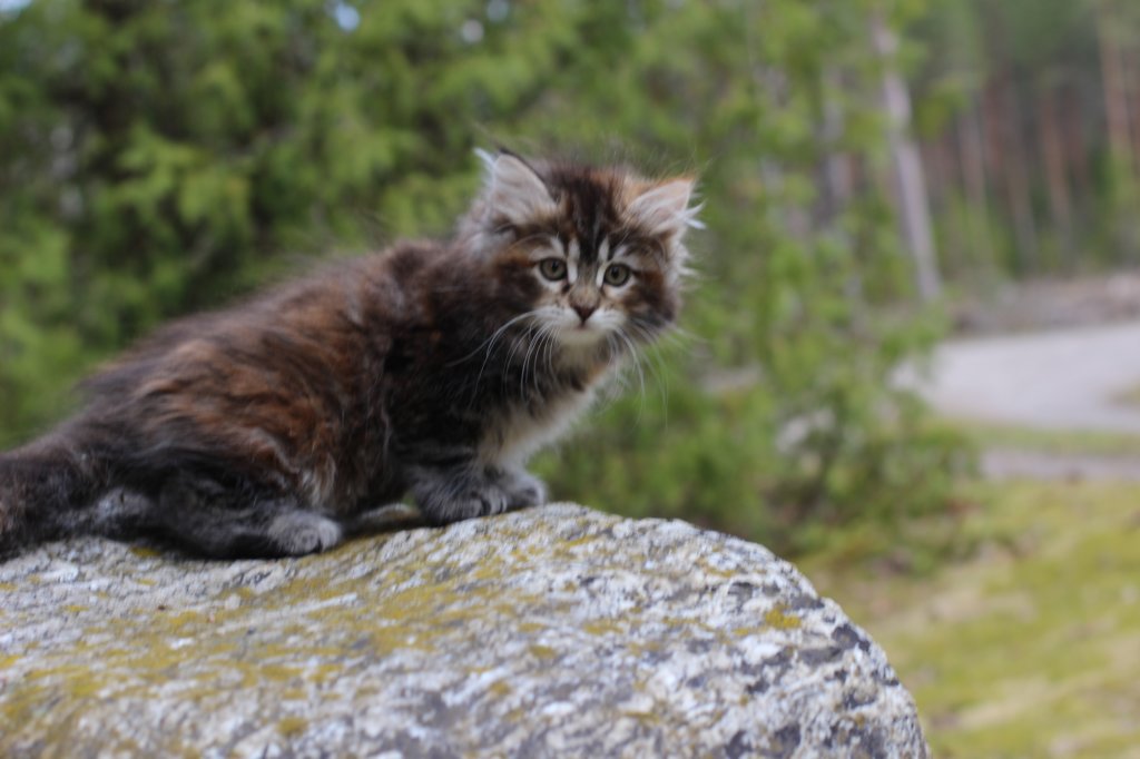 zivasibfy228viikkoa304202546.jpg