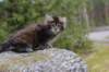 zivasibfy228viikkoa304202546_small.jpg