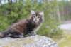 zivasibfy228viikkoa304202547_small.jpg