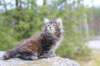zivasibfy228viikkoa304202548_small.jpg