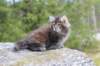 zivasibfy228viikkoa304202549_small.jpg