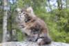 zivasibfy228viikkoa30420254_small.jpg