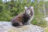 zivasibfy228viikkoa304202550_small.jpg