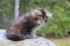 zivasibfy228viikkoa304202552_small.jpg